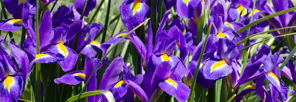 Lila Schwertlilien mit gelben Akzenten